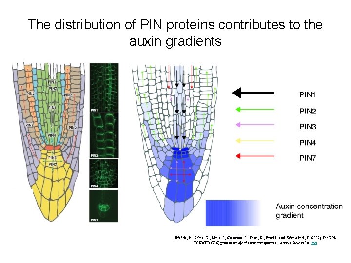 The distribution of PIN proteins contributes to the auxin gradients Křeček , P. ,