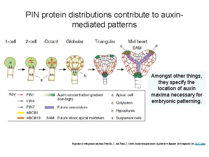 PIN protein distributions contribute to auxinmediated patterns Amongst other things, they specify the location