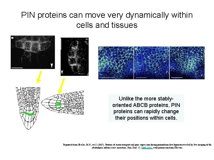 PIN proteins can move very dynamically within cells and tissues Unlike the more stablyoriented