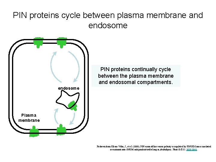 PIN proteins cycle between plasma membrane and endosome PIN proteins continually cycle between the