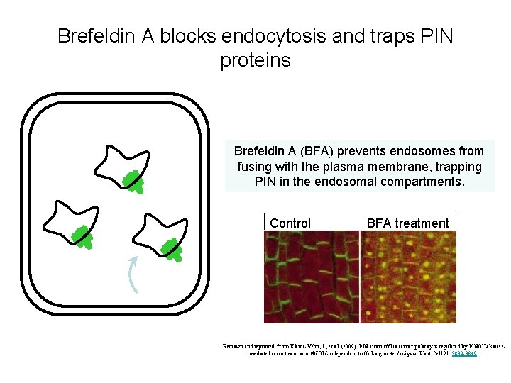 Brefeldin A blocks endocytosis and traps PIN proteins Brefeldin A (BFA) prevents endosomes from