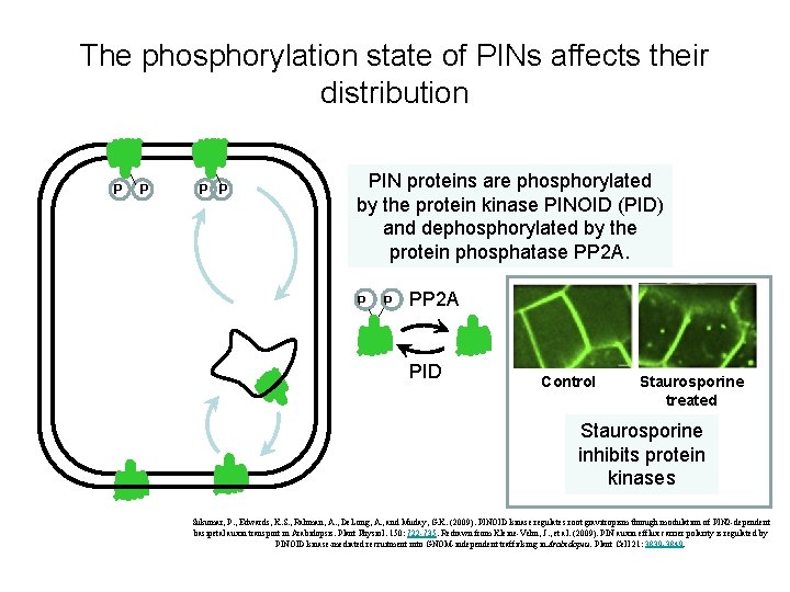 The phosphorylation state of PINs affects their distribution P P PIN proteins are phosphorylated