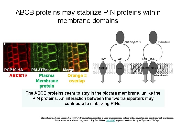 ABCB proteins may stabilize PIN proteins within membrane domains ABCB 19 Plasma Membrane protein