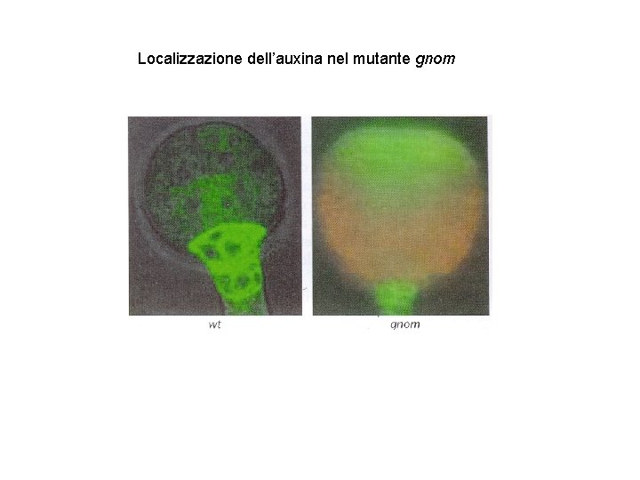 Localizzazione dell’auxina nel mutante gnom 