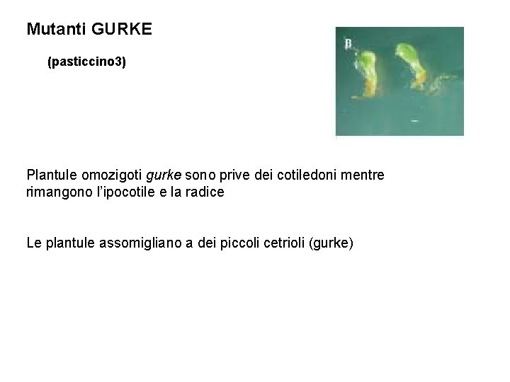 Mutanti GURKE (pasticcino 3) Plantule omozigoti gurke sono prive dei cotiledoni mentre rimangono l’ipocotile