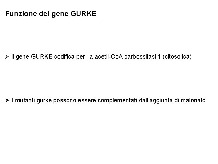 Funzione del gene GURKE Ø Il gene GURKE codifica per la acetil-Co. A carbossilasi