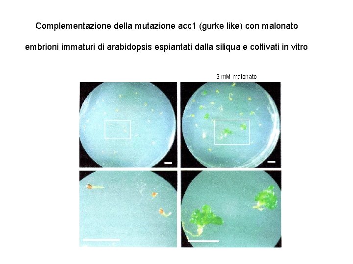 Complementazione della mutazione acc 1 (gurke like) con malonato embrioni immaturi di arabidopsis espiantati
