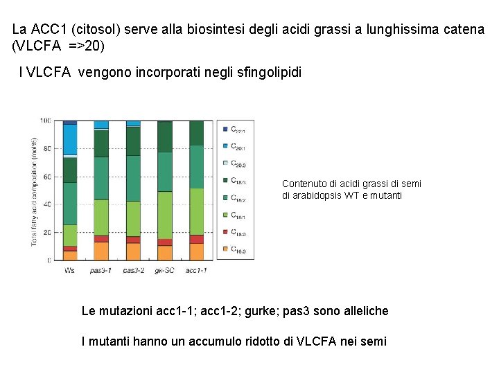 La ACC 1 (citosol) serve alla biosintesi degli acidi grassi a lunghissima catena (VLCFA