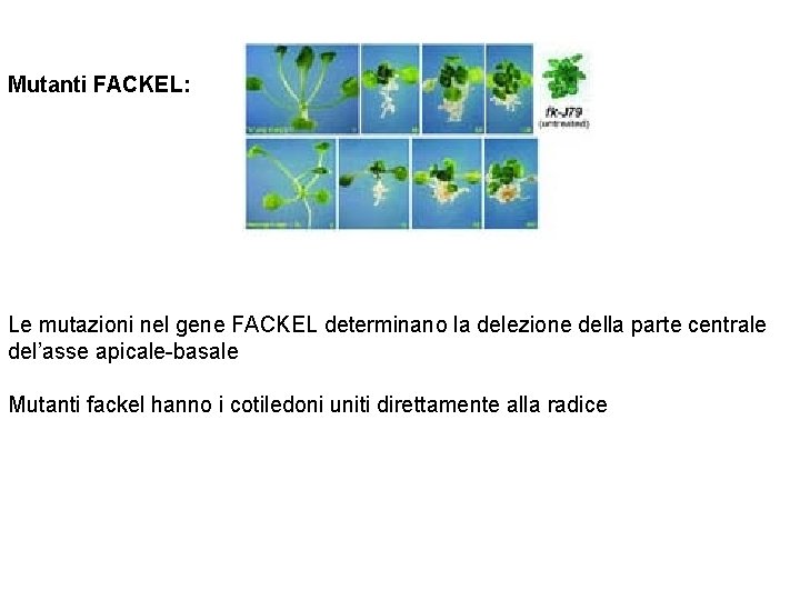 Mutanti FACKEL: Le mutazioni nel gene FACKEL determinano la delezione della parte centrale del’asse