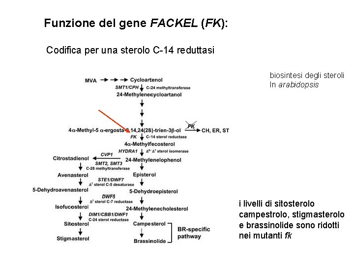 Funzione del gene FACKEL (FK): Codifica per una sterolo C-14 reduttasi biosintesi degli steroli