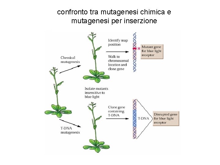 confronto tra mutagenesi chimica e mutagenesi per inserzione 