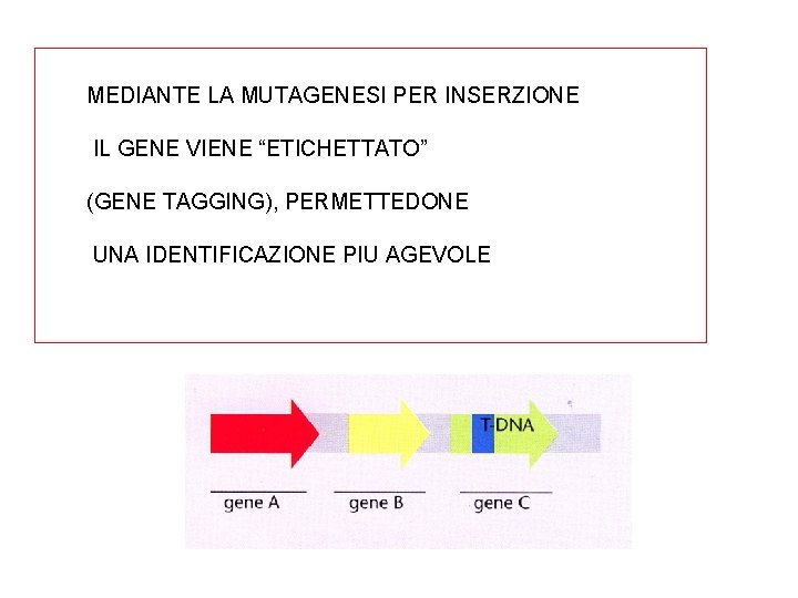 MEDIANTE LA MUTAGENESI PER INSERZIONE IL GENE VIENE “ETICHETTATO” (GENE TAGGING), PERMETTEDONE UNA IDENTIFICAZIONE