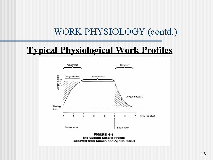 WORK PHYSIOLOGY (contd. ) Typical Physiological Work Profiles 13 