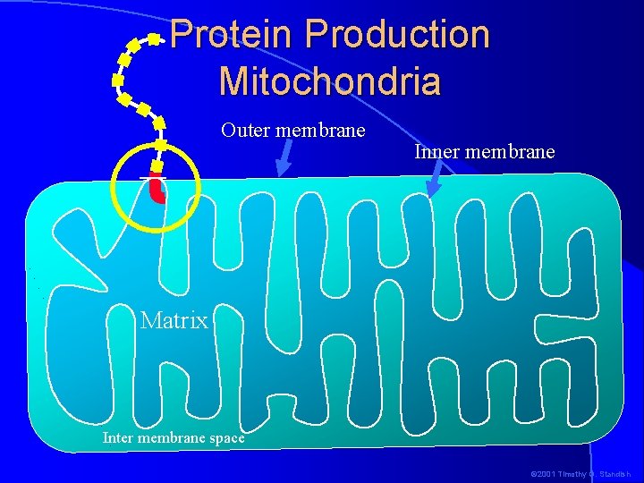 Protein Production Mitochondria Outer membrane Inner membrane Matrix Inter membrane space © 2001 Timothy
