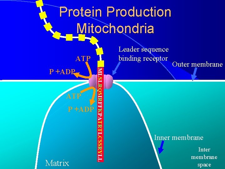Protein Production Mitochondria Leader sequence binding receptor ATP P +ADP Matrix MLSLRQSIRFFKPATRTLCSSRYLL P +ADP