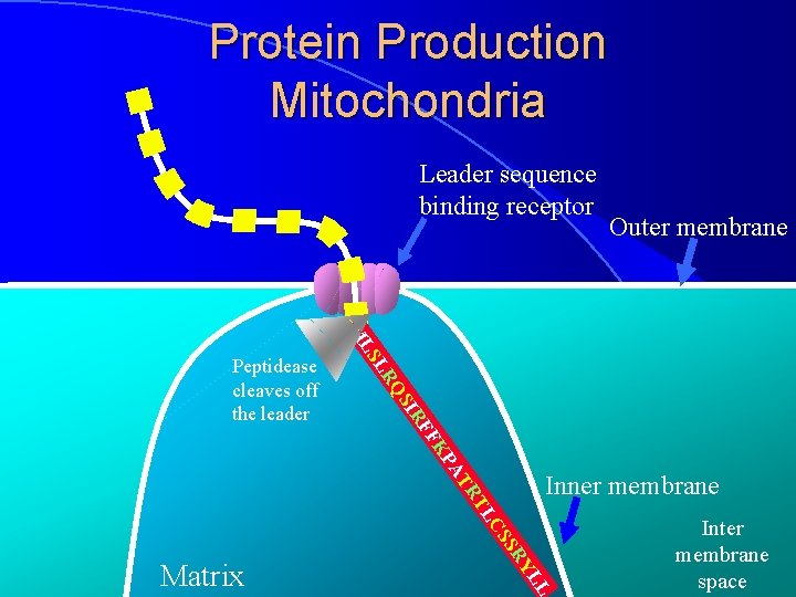 Protein Production Mitochondria Leader sequence binding receptor LS M LR QS IR Peptidease cleaves