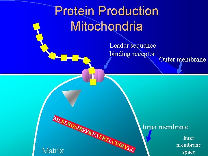 Protein Production Mitochondria Leader sequence binding receptor ML SL R Matrix QSI R FFK