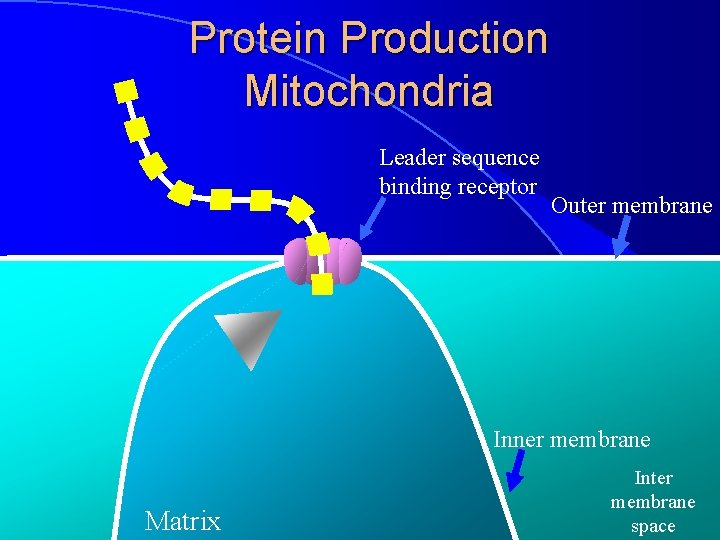 Protein Production Mitochondria Leader sequence binding receptor Outer membrane Inner membrane Matrix Inter membrane