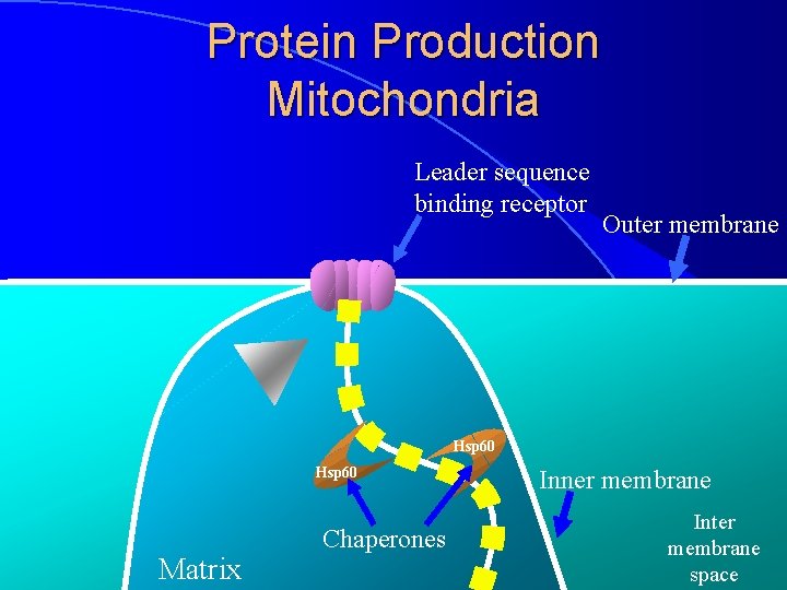 Protein Production Mitochondria Leader sequence binding receptor Outer membrane Hsp 60 Matrix Chaperones Inner