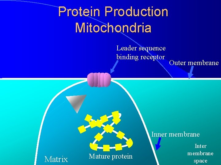 Protein Production Mitochondria Leader sequence binding receptor Outer membrane Inner membrane Matrix Mature protein