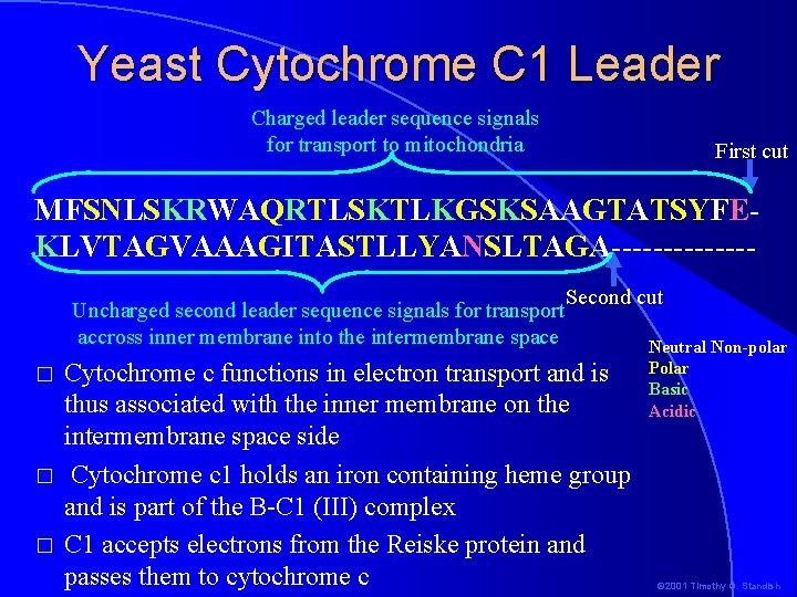 Yeast Cytochrome C 1 Leader Charged leader sequence signals for transport to mitochondria First