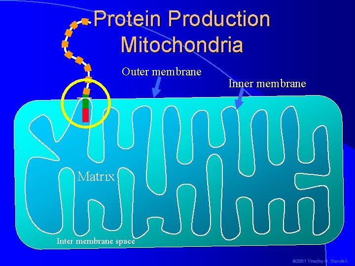 Protein Production Mitochondria Outer membrane Inner membrane Matrix Inter membrane space © 2001 Timothy