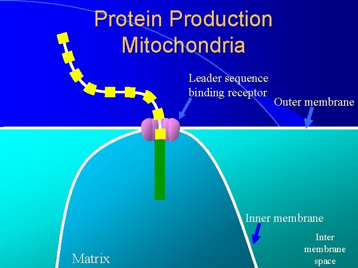 Protein Production Mitochondria Leader sequence binding receptor Outer membrane Inner membrane Matrix Inter membrane