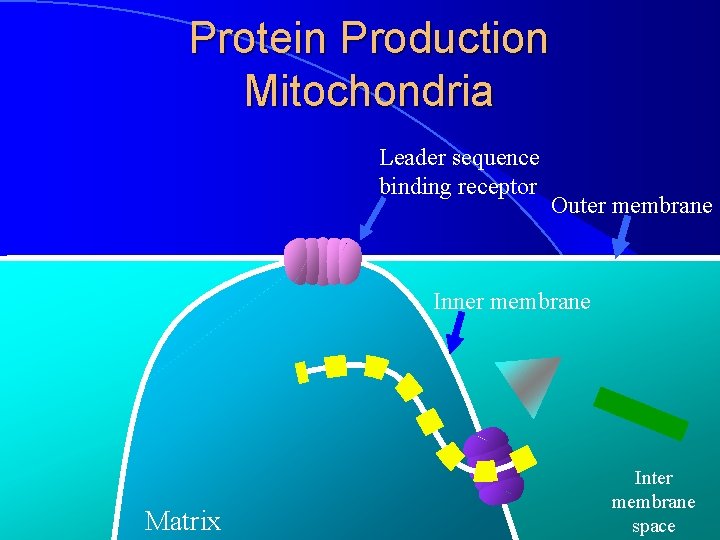 Protein Production Mitochondria Leader sequence binding receptor Outer membrane Inner membrane Matrix Inter membrane