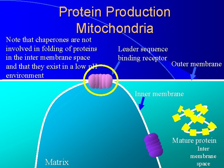 Protein Production Mitochondria Note that chaperones are not involved in folding of proteins in