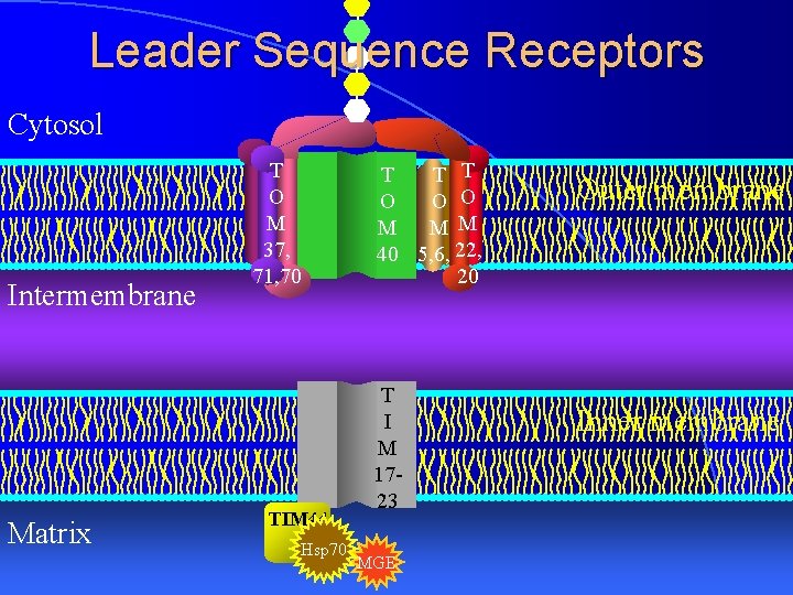 Leader Sequence Receptors Cytosol Intermembrane Matrix T O M 37, 71, 70 TIM 44