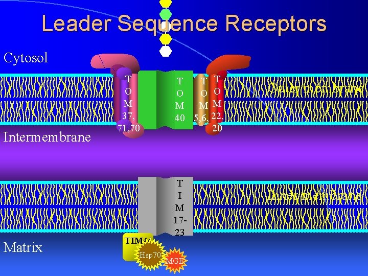 Leader Sequence Receptors Cytosol Intermembrane Matrix T O M 37, 71, 70 TIM 44
