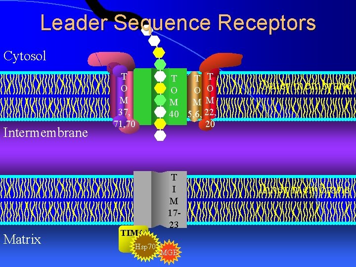 Leader Sequence Receptors Cytosol Intermembrane Matrix T O M 37, 71, 70 TIM 44