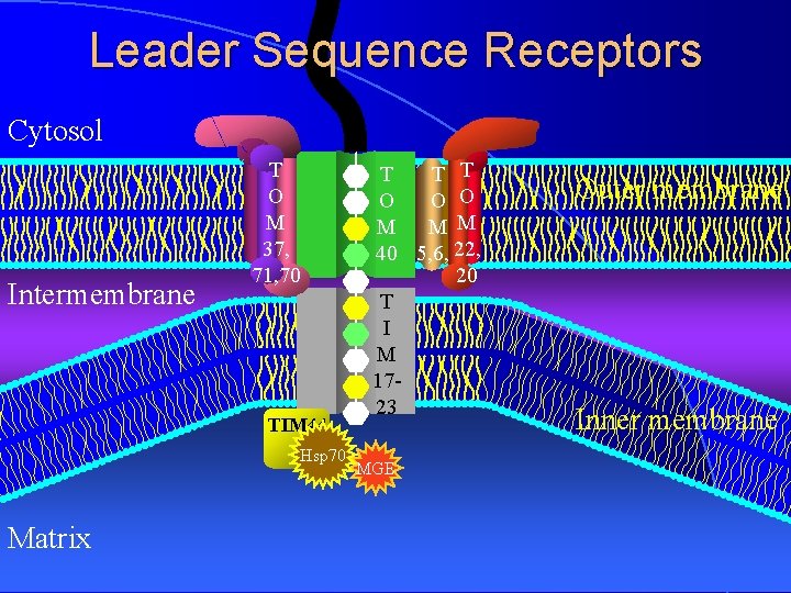 Leader Sequence Receptors Cytosol Intermembrane T O M 37, 71, 70 TIM 44 Hsp