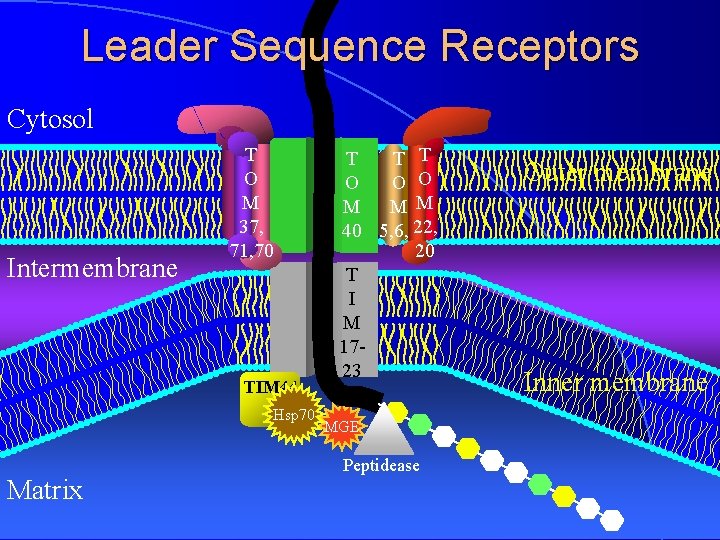 Leader Sequence Receptors Cytosol Intermembrane T O M 37, 71, 70 TIM 44 Hsp