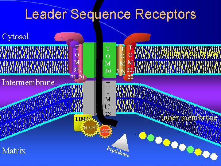 Leader Sequence Receptors Cytosol Intermembrane T O M 37, 71, 70 TIM 44 Hsp