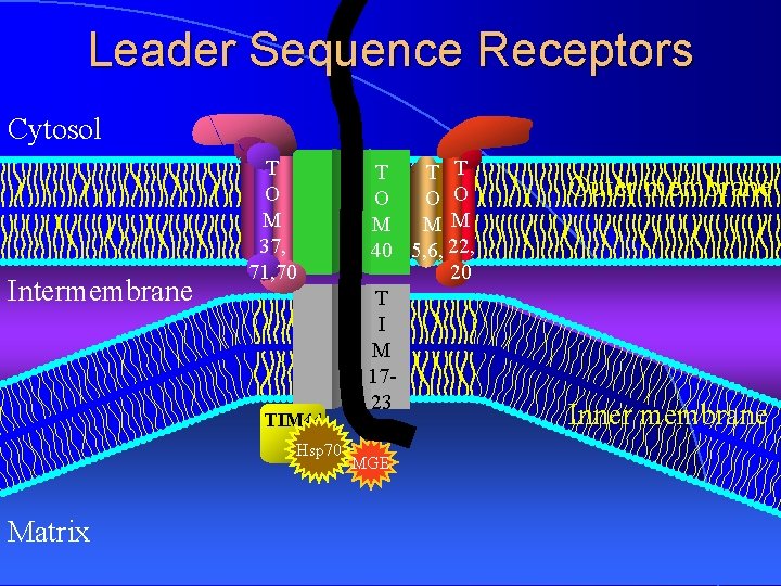 Leader Sequence Receptors Cytosol Intermembrane T O M 37, 71, 70 TIM 44 Hsp