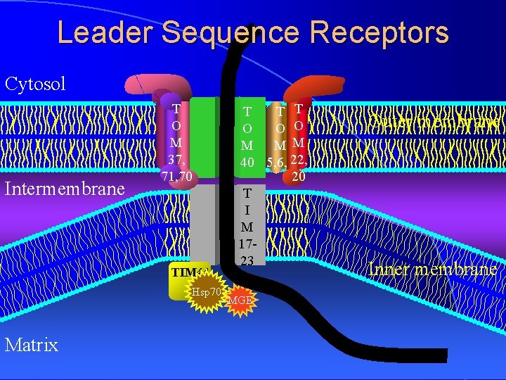 Leader Sequence Receptors Cytosol Intermembrane T O M 37, 71, 70 TIM 44 Hsp