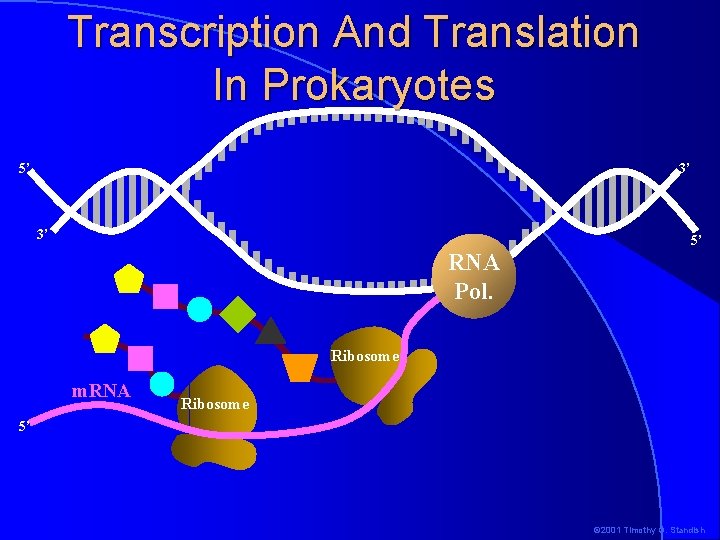 Transcription And Translation In Prokaryotes 5’ 3’ 3’ 5’ RNA Pol. Ribosome m. RNA