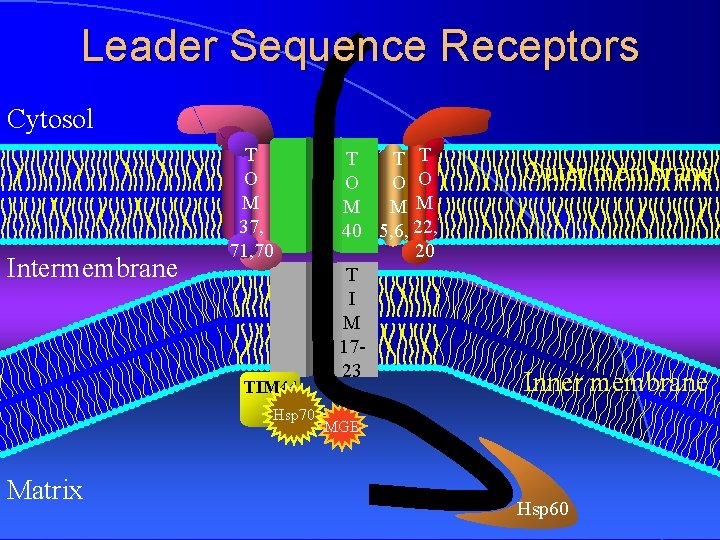 Leader Sequence Receptors Cytosol Intermembrane T O M 37, 71, 70 TIM 44 Hsp