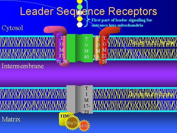 Leader Sequence Receptors First part of leader signaling for entrance into mitochondria Cytosol Intermembrane