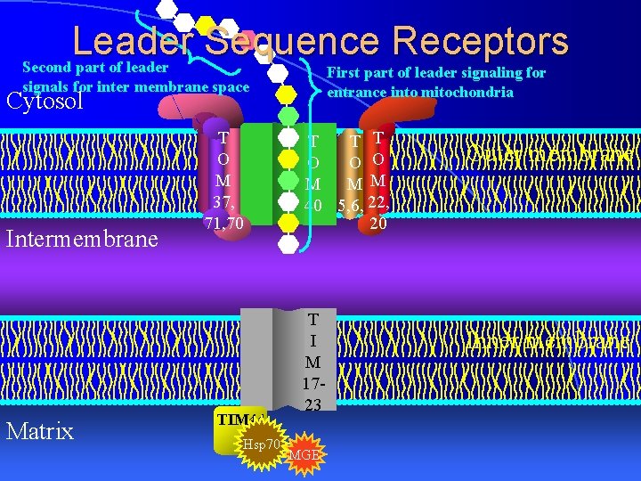 Leader Sequence Receptors Second part of leader First part of leader signaling for entrance