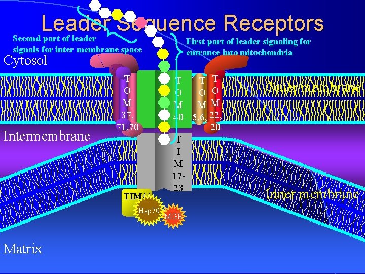 Leader Sequence Receptors Second part of leader First part of leader signaling for entrance