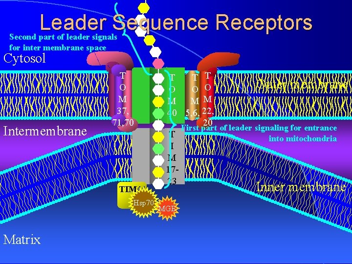 Leader Sequence Receptors Second part of leader signals for inter membrane space Cytosol Intermembrane