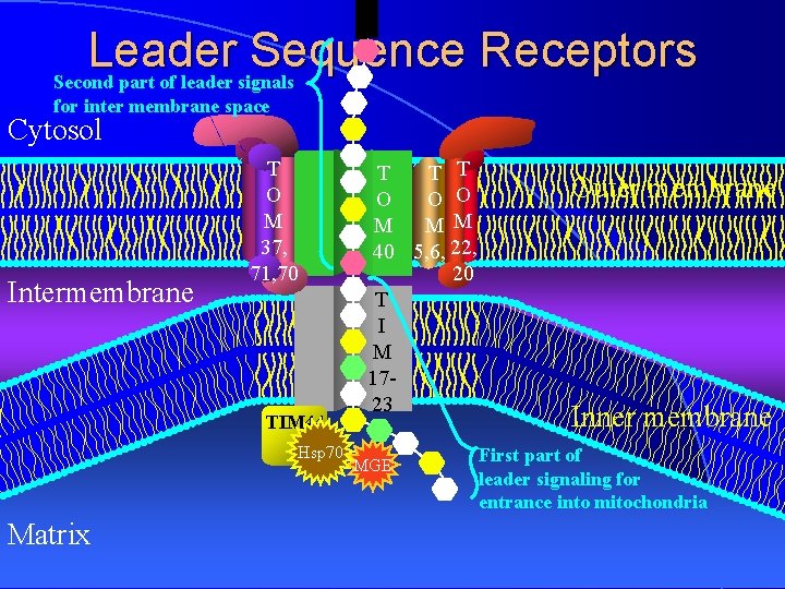 Leader Sequence Receptors Second part of leader signals for inter membrane space Cytosol Intermembrane