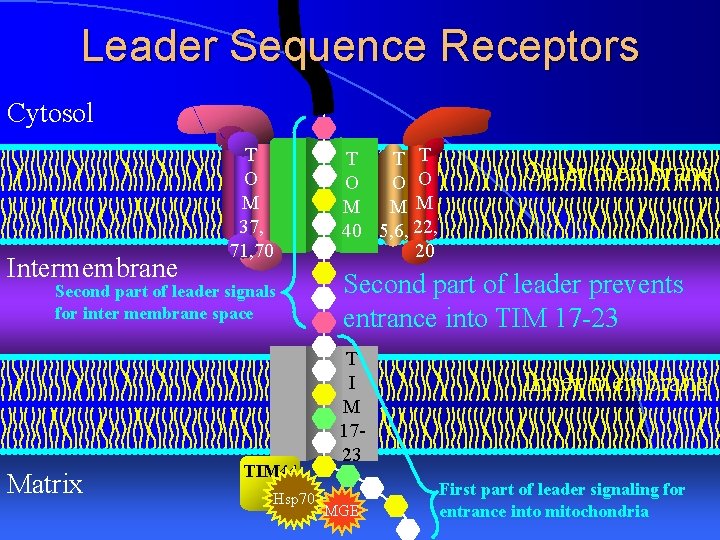 Leader Sequence Receptors Cytosol Intermembrane T O M 37, 71, 70 Second part of