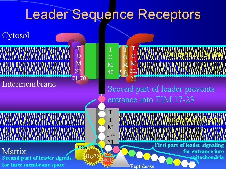 Leader Sequence Receptors Cytosol Intermembrane Matrix Second part of leader signals for inter membrane