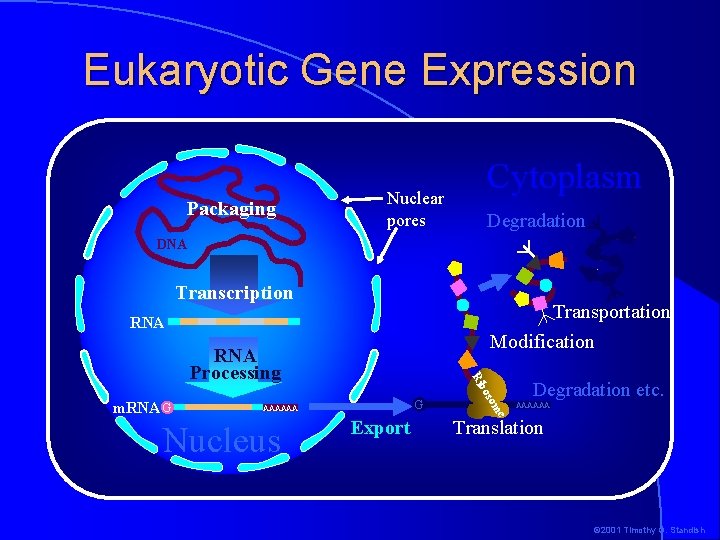 Eukaryotic Gene Expression Packaging Cytoplasm Nuclear pores Degradation DNA Transcription Transportation Modification RNA G