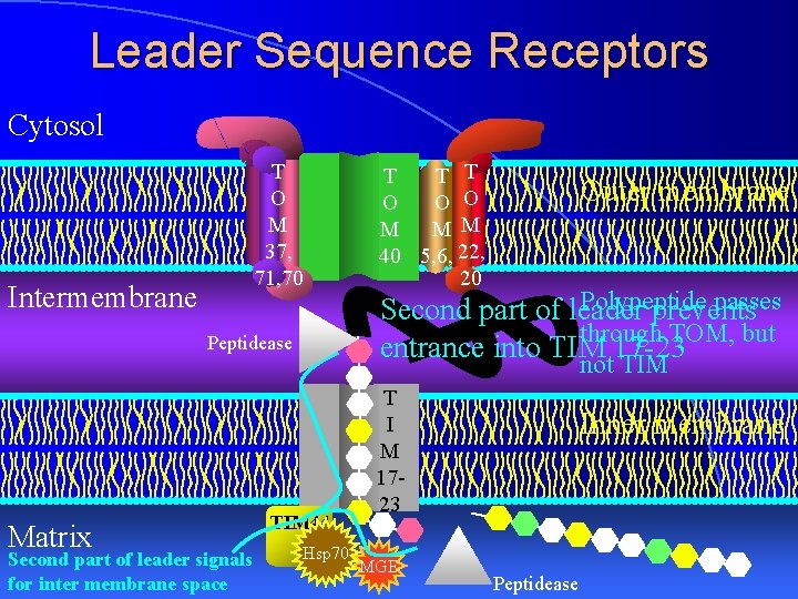 Leader Sequence Receptors Cytosol T O M 37, 71, 70 Intermembrane Peptidease Matrix Second