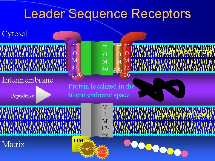 Leader Sequence Receptors Cytosol Intermembrane Peptidease Matrix T O M 37, 71, 70 T