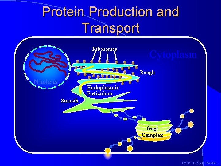 Protein Production and Transport Ribosomes Cytoplasm Rough Nucleus Endoplasmic Reticulum Smooth Gogi Complex ©